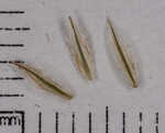 White edge sedge